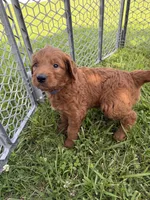Benji, a male Golden Retriever and Poodle - Standard  for sale in Braymer, MO – 5 of 7