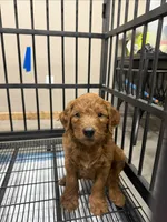 Benji, a male Golden Retriever and Poodle - Standard  for sale in Braymer, MO – 2 of 7