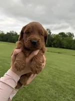 Lemon, a female Poodle and Golden Retriever for sale in Braymer, MO – 2 of 5