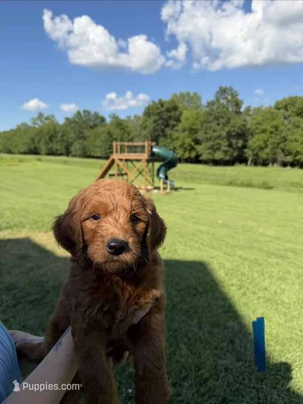 Benji – Golden Retriever, Poodle - Standard  puppy for sale in Braymer, MO