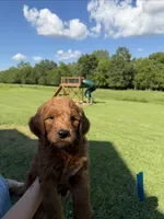 Benji, a male Golden Retriever and Poodle - Standard  for sale in Braymer, MO – 1 of 7