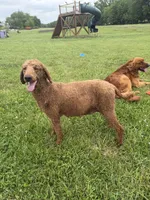 Lemon, a female Poodle and Golden Retriever for sale in Braymer, MO – 4 of 5