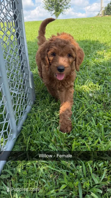 Willow – Golden Retriever, Poodle - Standard  puppy for sale in Braymer, MO