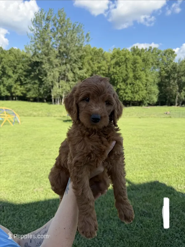 Willow – Golden Retriever, Poodle - Standard  puppy for sale in Braymer, MO