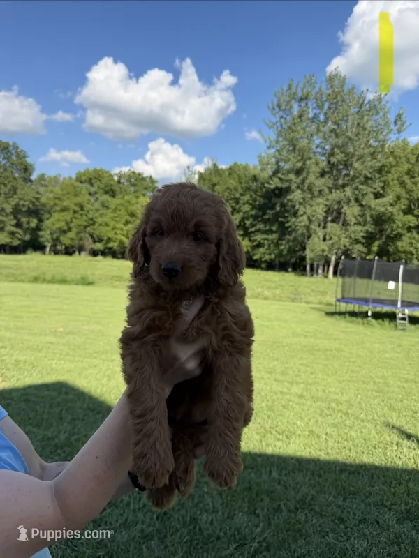 Lemon – Poodle, Golden Retriever puppy for sale in Braymer, MO
