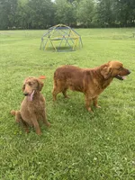 Oliver, a male Golden Retriever and Poodle - Standard  for sale in Braymer, MO – 4 of 4