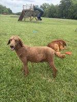 Benji, a male Golden Retriever and Poodle - Standard  for sale in Braymer, MO – 6 of 7