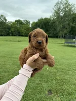 Willow, a female Golden Retriever and Poodle - Standard  for sale in Braymer, MO – 2 of 4