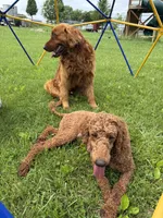 Lemon, a female Poodle and Golden Retriever for sale in Braymer, MO – 3 of 5