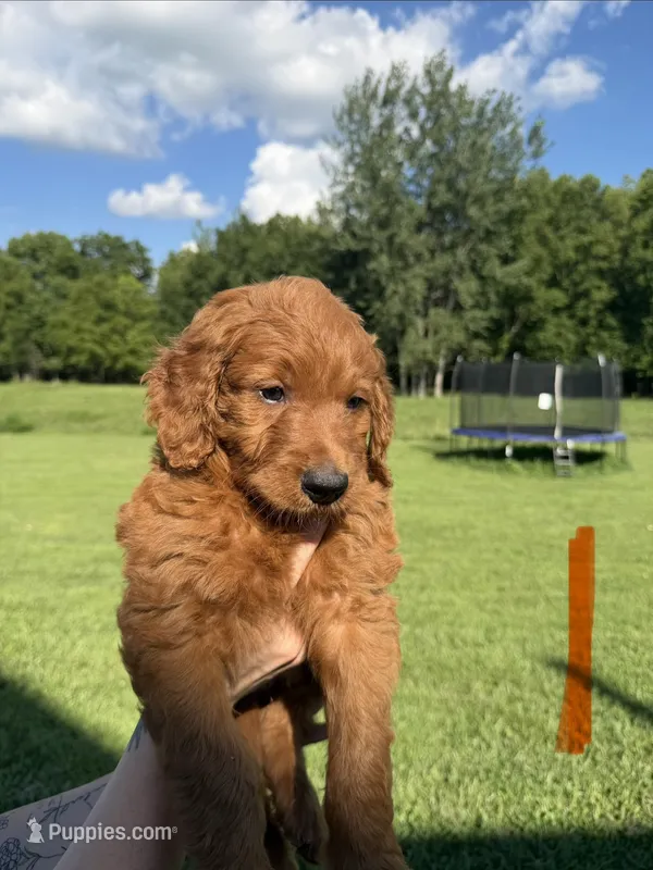 Oliver – Golden Retriever, Poodle - Standard  puppy for sale in Braymer, MO