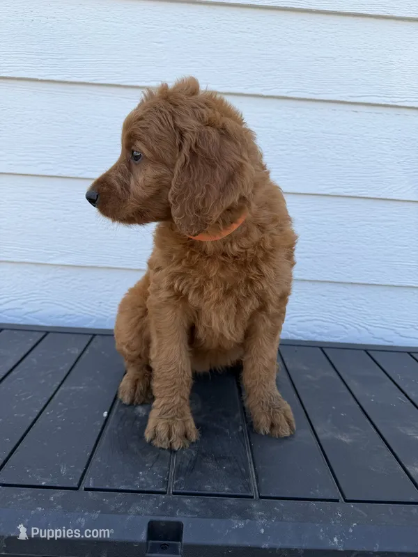 Oliver – Golden Retriever, Poodle - Standard  puppy for sale in Braymer, MO