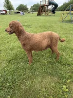 Lemon, a female Poodle and Golden Retriever for sale in Braymer, MO – 5 of 5