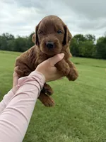 Benji, a male Golden Retriever and Poodle - Standard  for sale in Braymer, MO – 3 of 7