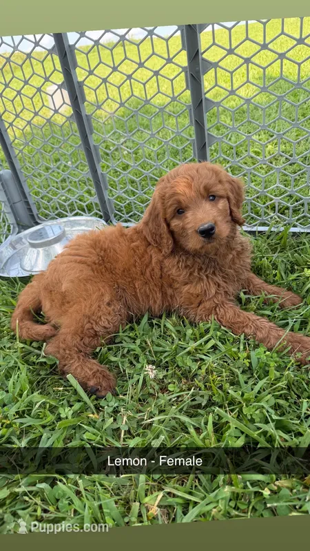Lemon – Poodle, Golden Retriever puppy for sale in Braymer, MO