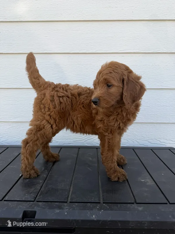 Benji – Golden Retriever, Poodle - Standard  puppy for sale in Braymer, MO