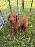 Benji, a male Golden Retriever and Poodle - Standard  for sale in Braymer, MO – 4 of 7