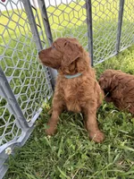Oliver, a male Golden Retriever and Poodle - Standard  for sale in Braymer, MO – 2 of 4
