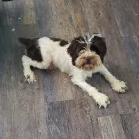 F1b Calvin, a male Cockapoo and Poodle - Miniature  for sale in Goshen, IN – Photo 1 of 3