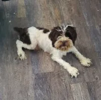 F1b Calvin, a male Cockapoo and Poodle - Miniature  for sale in Goshen, IN – Photo 1 of 3