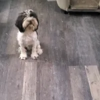 F1b Calvin, a male Cockapoo and Poodle - Miniature  for sale in Goshen, IN – Photo 3 of 3