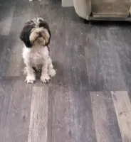 F1b Calvin, a male Cockapoo and Poodle - Miniature  for sale in Goshen, IN – Photo 3 of 3