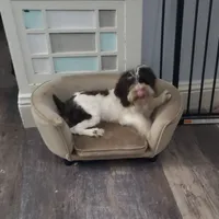 F1b Calvin, a male Cockapoo and Poodle - Miniature  for sale in Goshen, IN – Photo 2 of 3