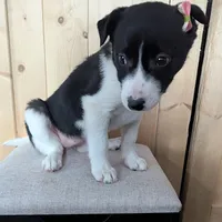 Brenda, a female Australian Cattle Dog and Border Collie for sale in Goshen, IN – Photo 2 of 2