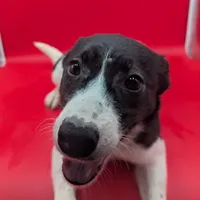 Brenda, a female Australian Cattle Dog and Border Collie for sale in Goshen, IN – Photo 1 of 2