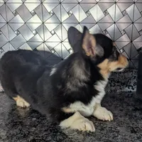 AKC Prescott, a male Pembroke Welsh Corgi for sale in Goshen, IN – Photo 2 of 2