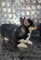 AKC Prescott, a male Pembroke Welsh Corgi for sale in Goshen, IN – Photo 2 of 2