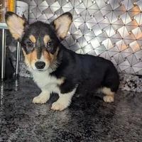 AKC Prescott, a male Pembroke Welsh Corgi for sale in Goshen, IN – Photo 1 of 2
