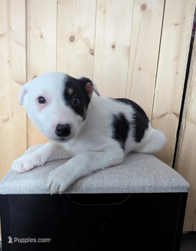 Brandon – Australian Cattle Dog, Border Collie puppy for sale in Goshen, IN