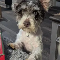 AKC Samuel, a male Miniature Schnauzer for sale in Goshen, IN – Photo 1 of 4