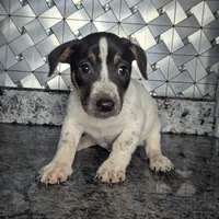 Jackson, a male Jack Russell Terrier for sale in Goshen, IN – Photo 2 of 2