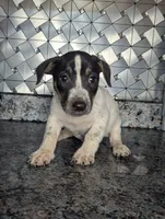 Jackson, a male Jack Russell Terrier for sale in Goshen, IN – Photo 2 of 2