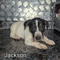 Jackson, a male Jack Russell Terrier for sale in Goshen, IN – Photo 1 of 2