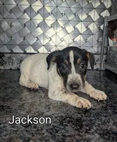 Jackson, a male Jack Russell Terrier for sale in Goshen, IN – Photo 1 of 2