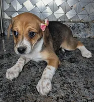 Janet, a female Jack Russell Terrier and Rat Terrier for sale in Goshen, IN – Photo 1 of 2