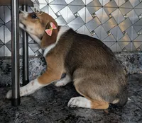 Janet, a female Jack Russell Terrier and Rat Terrier for sale in Goshen, IN – Photo 2 of 2