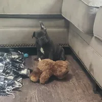 AKC Faye, a female French Bulldog for sale in Goshen, IN – Photo 3 of 4