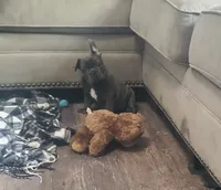 AKC Faye, a female French Bulldog for sale in Goshen, IN – Photo 3 of 4