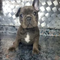 AKC Faye, a female French Bulldog for sale in Goshen, IN – Photo 2 of 4