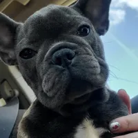 AKC Faye, a female French Bulldog for sale in Goshen, IN – Photo 1 of 4