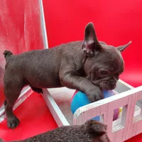 AKC Faye, a female French Bulldog for sale in Goshen, IN – Photo 4 of 4