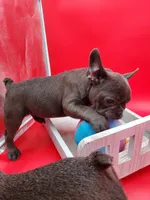 AKC Faye, a female French Bulldog for sale in Goshen, IN – Photo 4 of 4