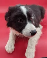 Braxton , a male Border Collie for sale in Goshen, IN – Photo 2 of 2