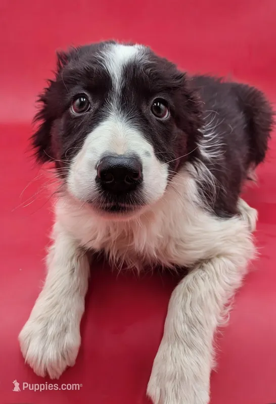 Braxton  – Border Collie puppy for sale in Goshen, IN