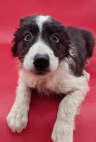 Braxton , a male Border Collie for sale in Goshen, IN – Photo 1 of 2