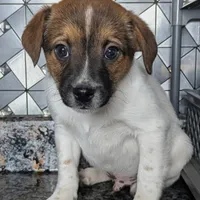 John, a male Jack Russell Terrier and Rat Terrier for sale in Goshen, IN – Photo 3 of 3