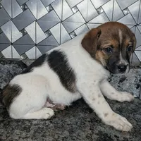 John, a male Jack Russell Terrier and Rat Terrier for sale in Goshen, IN – Photo 1 of 3